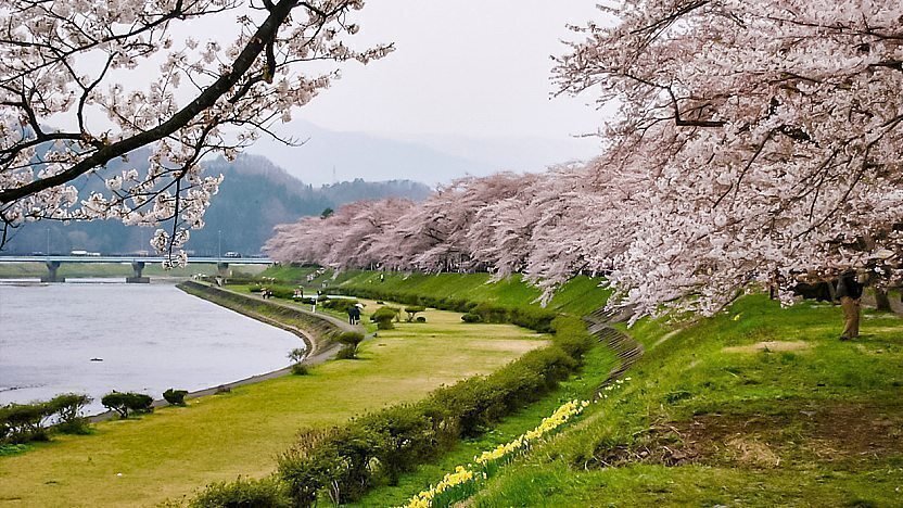 🌸 히노키나이가와 강변 녹지 공원(히노키나이가와 카센 료쿠치 코엔) 이미지 7